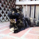 Pampered Pet - Dog & Cat Grooming & Supplies