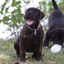 Cabeza Grande Kennel - Pet Boarding & Kennels