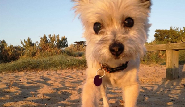 Foxy's Mobile Dog Washing & Grooming Service - Hawthorn, VIC
