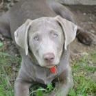 Moran's Mountain Kennel