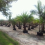 Medallion Trees Farms