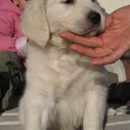 pet for adoption - Dog & Cat Grooming & Supplies