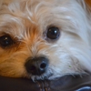 Puppycutz Pet Spa gallery