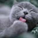 Petvetcare P - Physicians & Surgeons, Family Medicine & General Practice