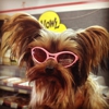 Groovy Dog Bakery gallery