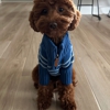 Dog Training Elite Greater Cleveland gallery