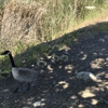 Los Gatos Creek County Park gallery