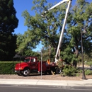 McMillan Tree Services - Stump Removal & Grinding