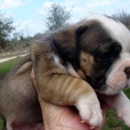 English Bulldog Puppies Online - Pet Breeders