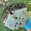 A+ Pest Solutions gallery