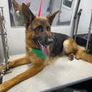 Kontota of Miami, FL - Pet Grooming