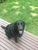Foxy's Mobile Dog Wash And Grooming Services - Dog & Cat Clipping & Grooming