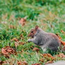SlethReptiles Animal & Wildlife Removal - Pest Control Services