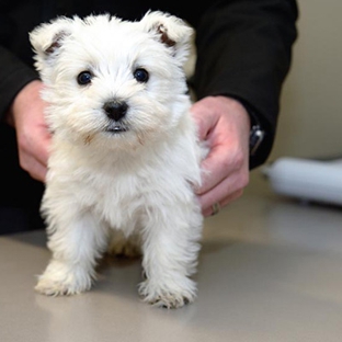 Peninsula Vet Care - Dromana, VIC