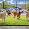 Mountain Dogs Pet Resort gallery