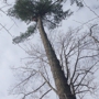 Staton Tree Service