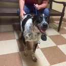 Elk Creek Animal Hospital - Veterinarians