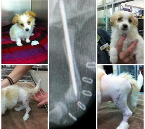 Eastwood Veterinary Clinic - Ballarat East, VIC