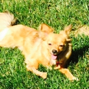 Shaggy Dog Pet Grooming - Dog & Cat Grooming & Supplies
