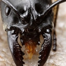 Green Mountain Termite & Pest Control - Pest Control Services