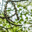 Rich Tree Service, Inc. - Tree Service