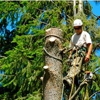 TDR Tree Services gallery