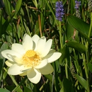 Tallgrass Restoration - Environmental, Conservation & Ecological Organizations