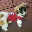 Pawsitively Divine Pet Grooming - Pet Grooming