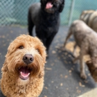 Digs Dog Care