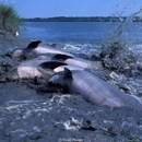 Dolphin Seafari - Tourist Information & Attractions