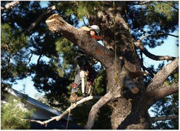 One Tripp Tree Service - San Diego, CA