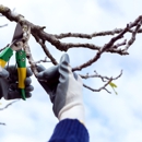 Roots Tree Service - Tree Service