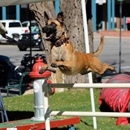 Albuquerque Sit Means Sit Dog Training - Dog Training