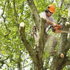 Eagle Tree Service