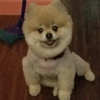Dapper Dogs Pet Salon gallery