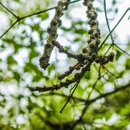LFG Landscape & Tree service - Tree Service