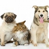 Del Paso Veterinary Clinic gallery