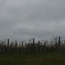 Loew Vineyards - Wineries