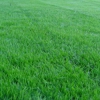 More Green For Less Green Lawn Care Inc. gallery