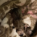 Wynn Animal Hospital - Veterinary Clinics & Hospitals