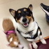 Aloha Animal Hospital gallery