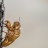 Modern Pest Control gallery
