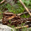 S & S Wildlife Control & Removal gallery