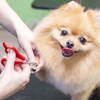 Dog Grooming Academy of Indianapolis gallery