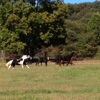 New Hope Stables & Campgrounds gallery