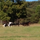 New Hope Stables & Campgrounds