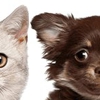 Animal Hospital of Maple Valley gallery