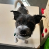 Pet Dynasty: Boarding Daycare Grooming & Training Academy gallery
