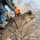 Jolly Green Tree Care - Tree Service