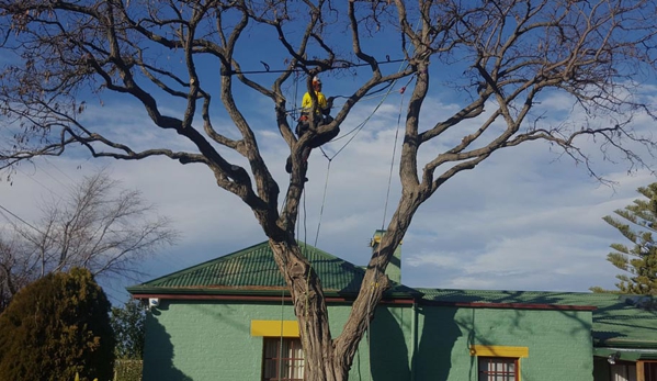 Horizon Tree Service - Lutana, TAS